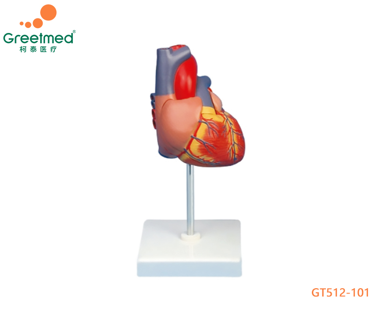 Adult heart model greetmed