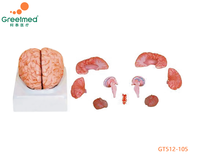 Brain with arteries model greetmed