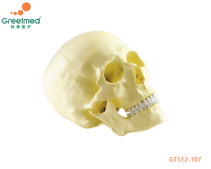 Skull model greetmed