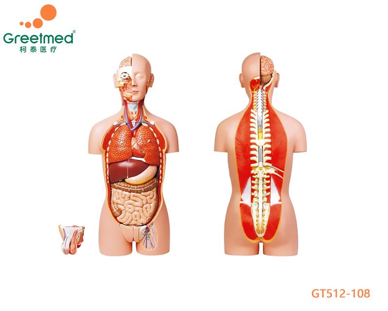 Dual sex torso 27 parts basic nursing manikin greetmed