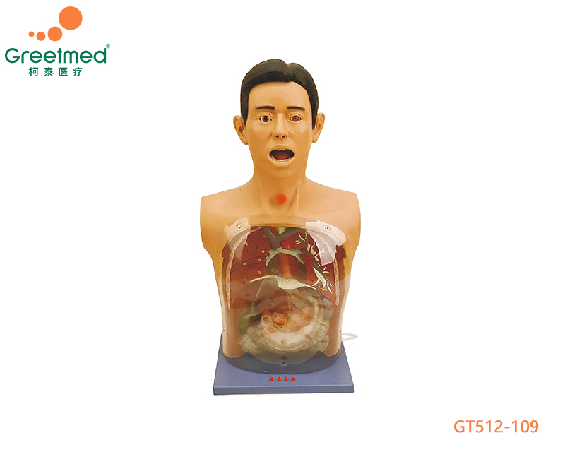 Basic nursing manikin greetmed