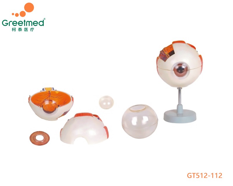 6 parts eye model greetmed